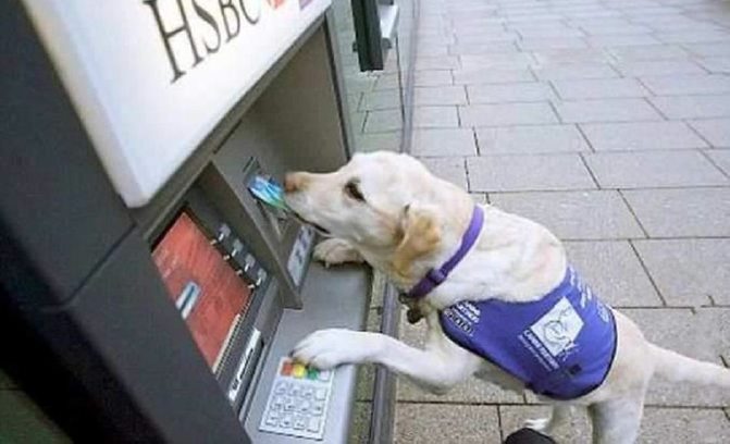 smart labrador retriever service animal using an ATM