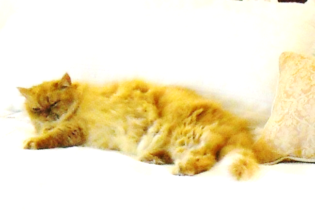 fluffy orange cat named Cuddles