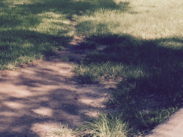 grass under the shade of a tree on a nice sunny day