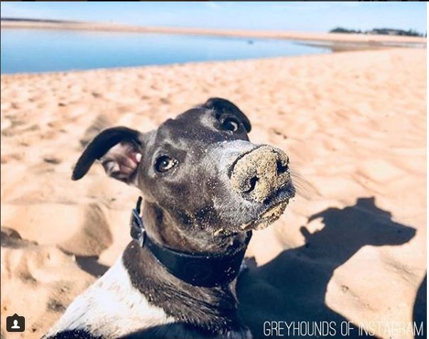 greyhound at beach with sand on nose