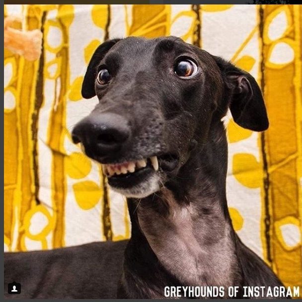 black greyhound with underbite and cross-eyed