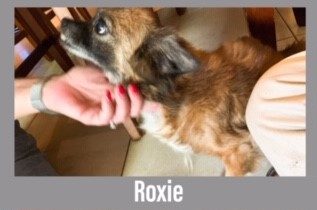 Roxie the Dog, a 13 pound dog, who is brown and black.  she is getting pet on her chin.