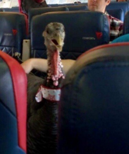 turkey between two airline seats
