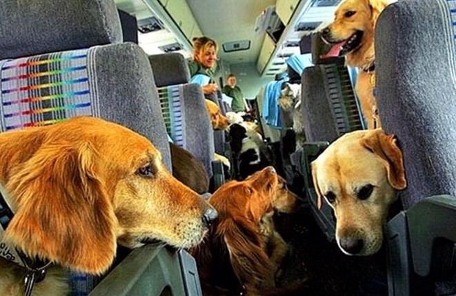 pictures of golden retrievers in airline seats