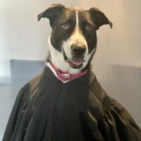 Lucy the black and white Border Collie mix wearing a black judges robe
