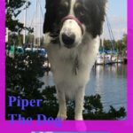 Picture of a border collie, with a white body and a black and white head superimposed on a picture of boats on a dock, with the words, Piper The Dog vs. Boca Ciega Yacht Club