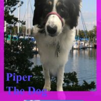 Picture of a border collie, with a white body and a black and white head superimposed on a picture of boats on a dock, with the words, Piper The Dog vs. Boca Ciega Yacht Club Picture of a border collie, with a white body and a black and white head superimposed on a picture of boats on a dock, with the words, Piper The Dog vs. Boca Ciega Yacht Club
