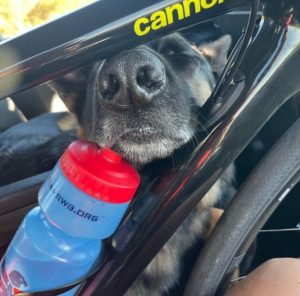 Guide Dog Nick, a german shepherd with his muzzle between inside a bike frame with his mouth over a blue water bottle
